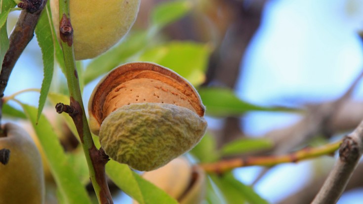 Almond Tree Hinrich Foundation